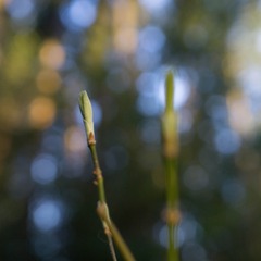 spring-9