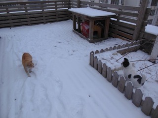 雪后偶遇