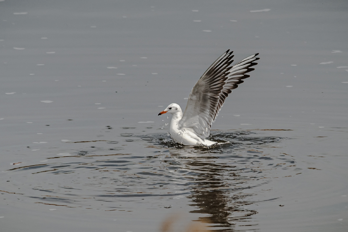 水面起飞的红嘴鸥