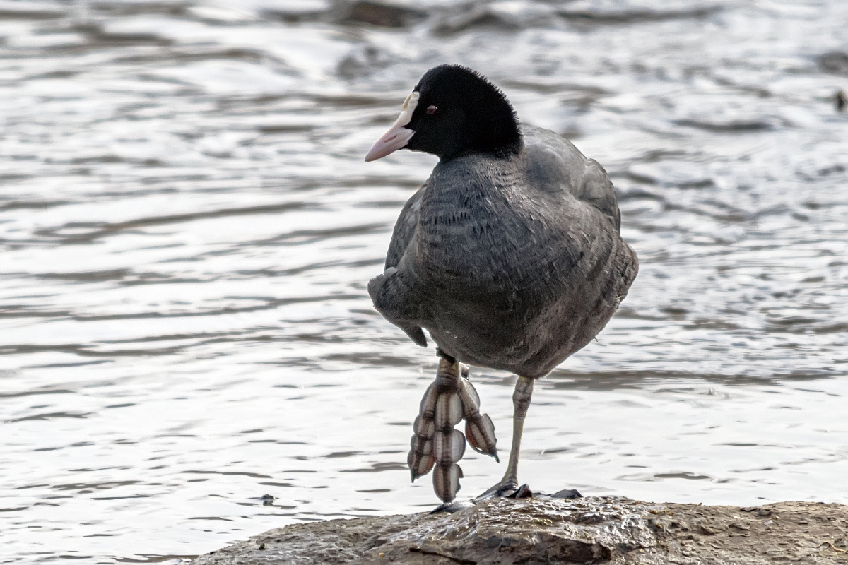 观鸟青岛墨水河国家二级保护动物白骨顶水鸡