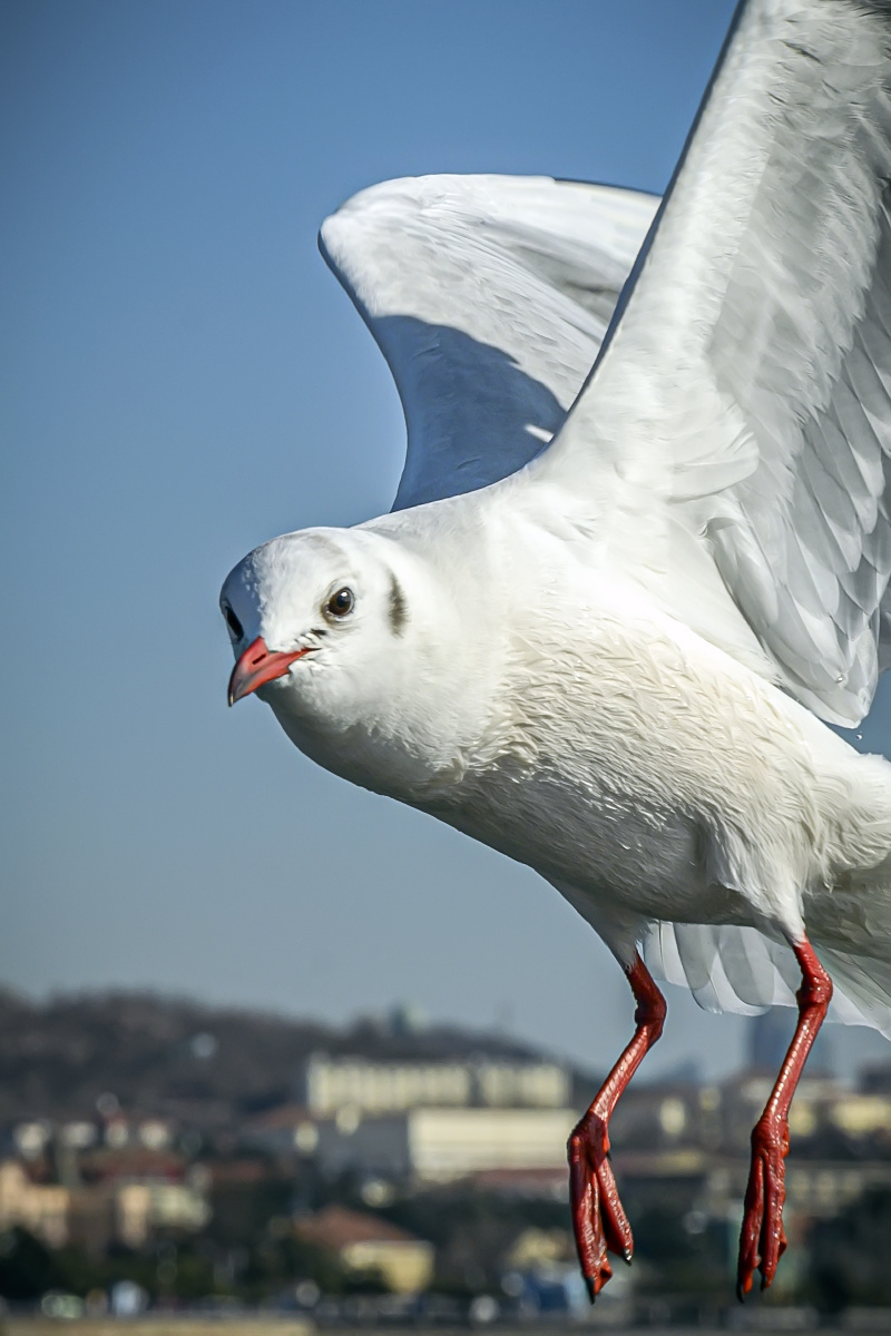 凌空飞翔的红嘴鸥