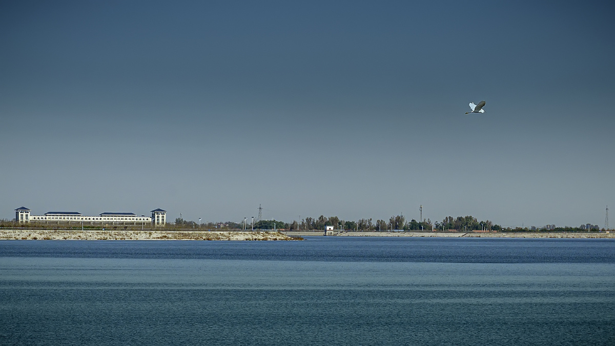 深秋高密孟家沟水库上空一只小白鹭飞过