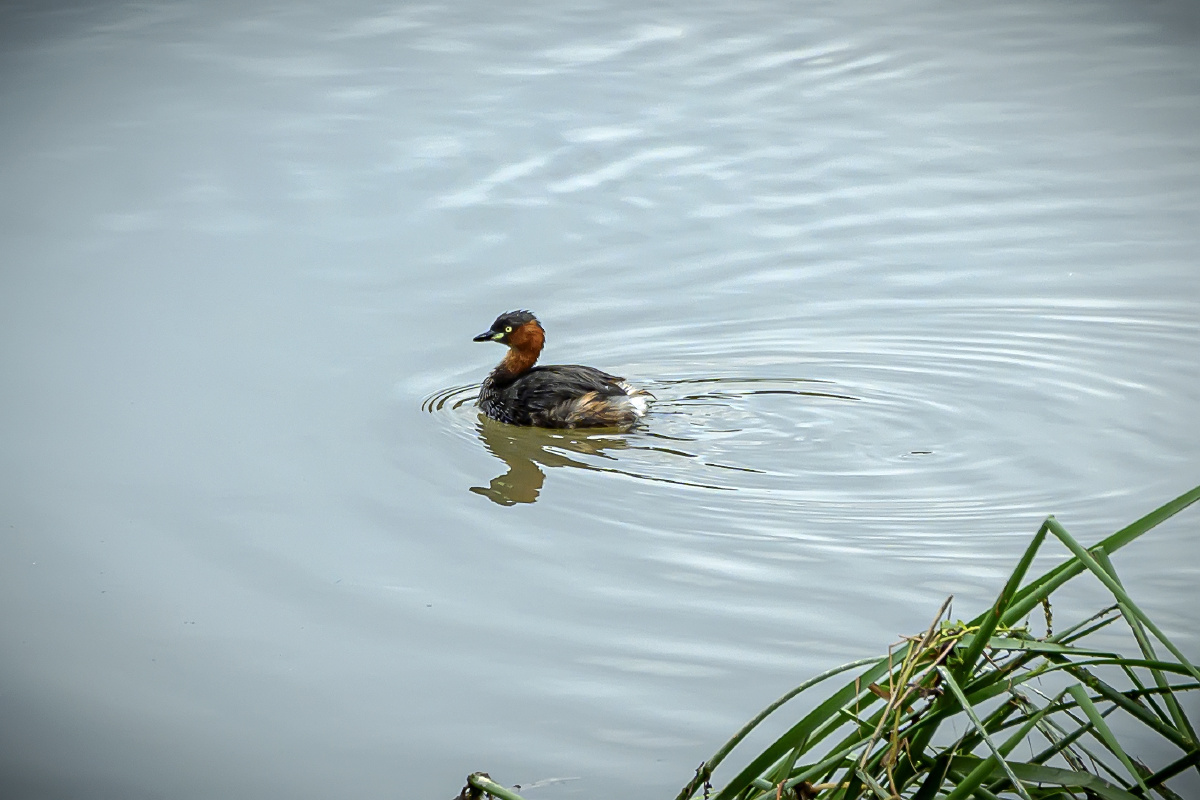 观鸟青岛墨水河——小鸊鹈墨水河上,一只小鸊鹈在悠闲自在的畅游. - 