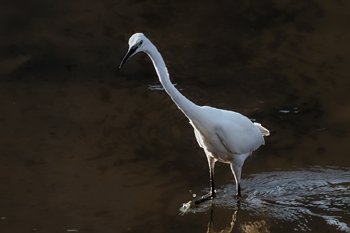 1520166 - 长焦距 - 图虫摄影网