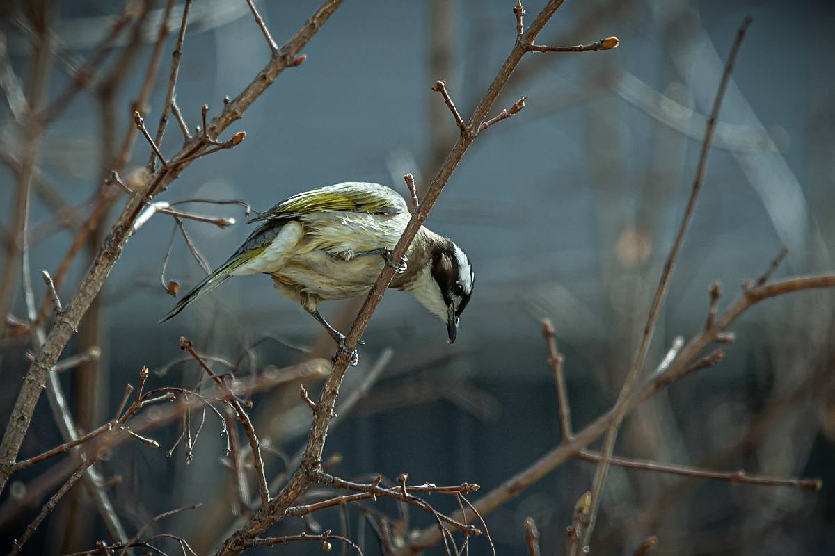白头鹎 - 长焦距 - 图虫