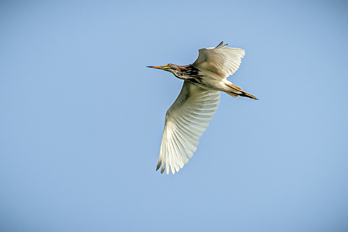 一只飞过头顶的池鹭