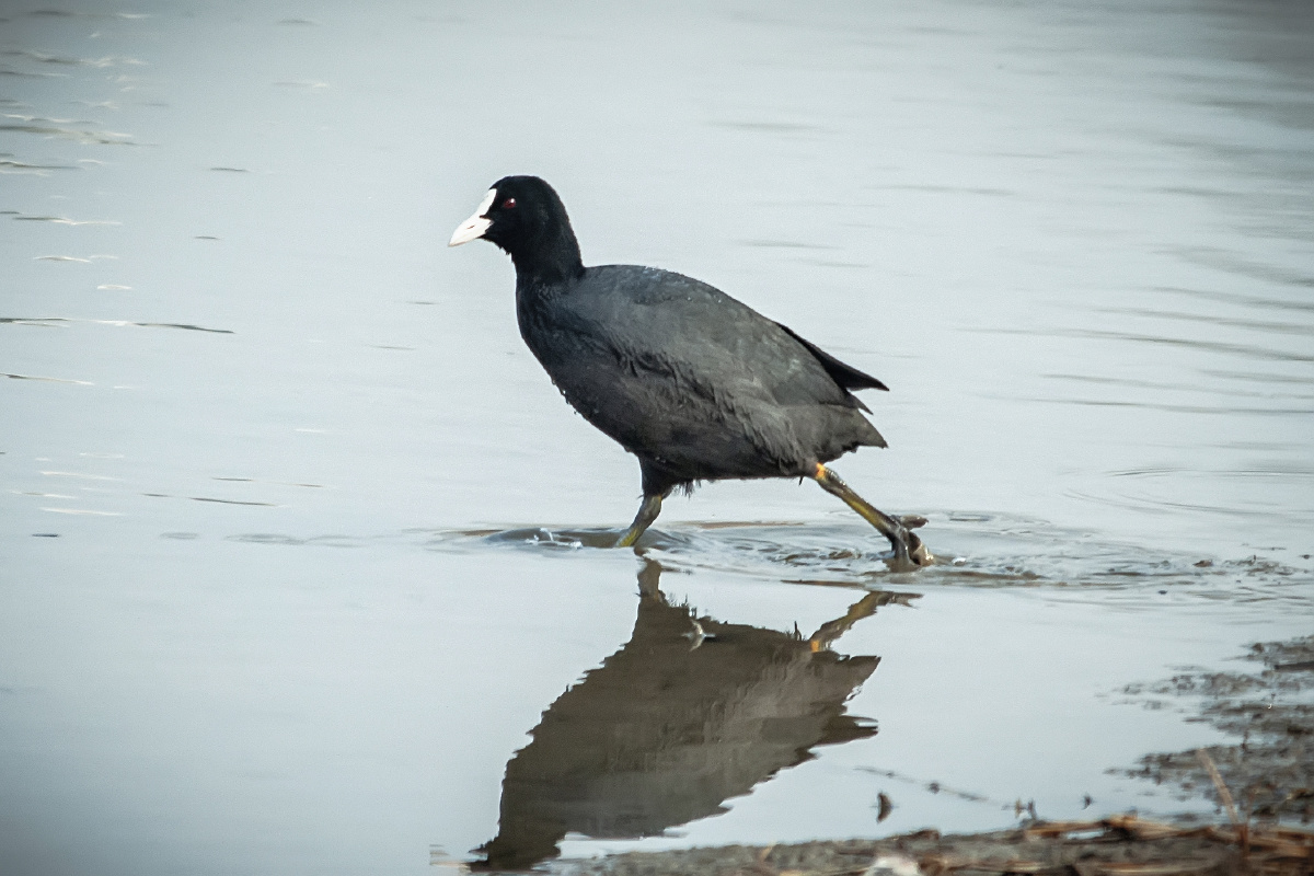 观鸟青岛墨水河国家二级保护动物白骨顶水鸡