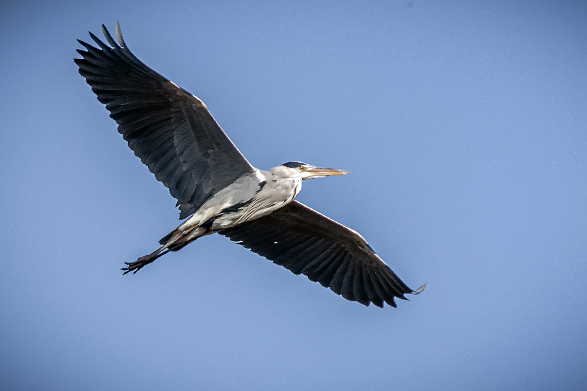 观鸟青岛墨水河——大鸟展翼飞翔墨水河上空,一只灰