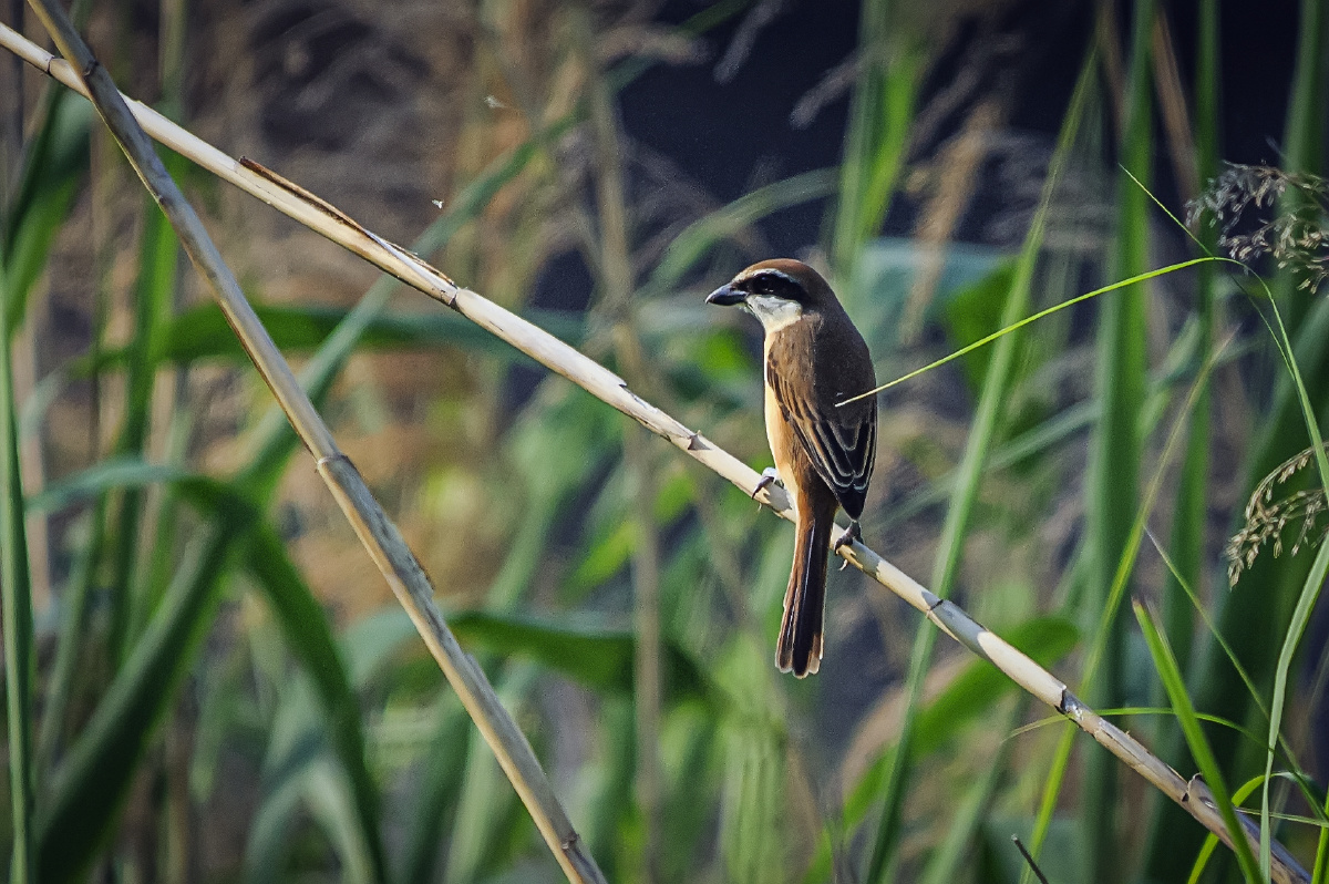 观鸟青岛墨水河一只伯劳鸟