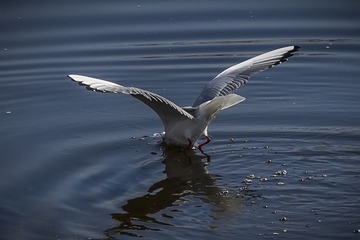1599273
