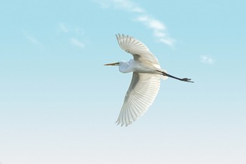 1596455