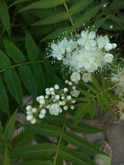 PIC_20130728_072246_FF7