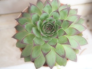 P4060046
