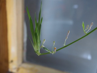 P4060045