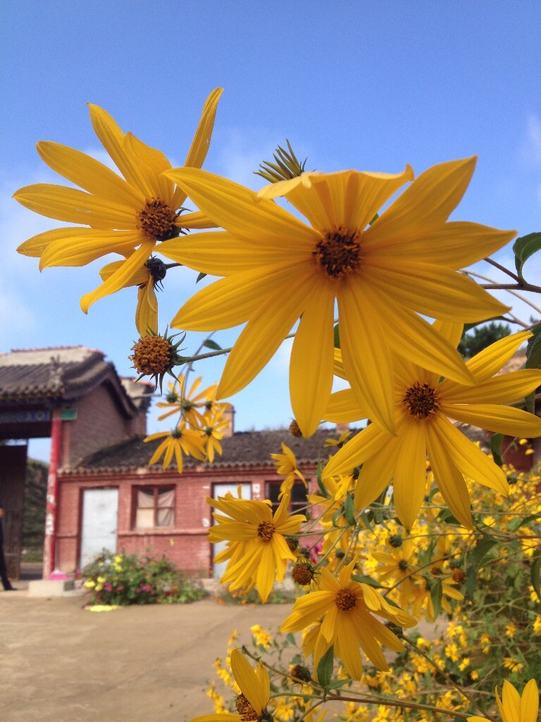 寺院的小花