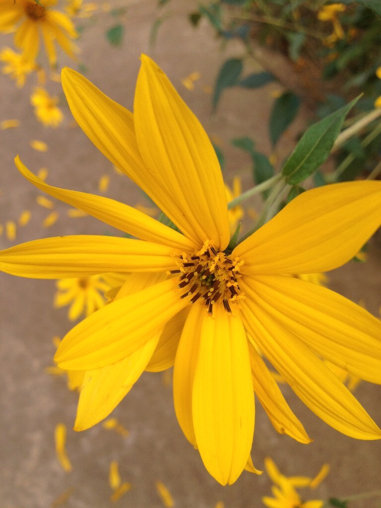 寺院的小花