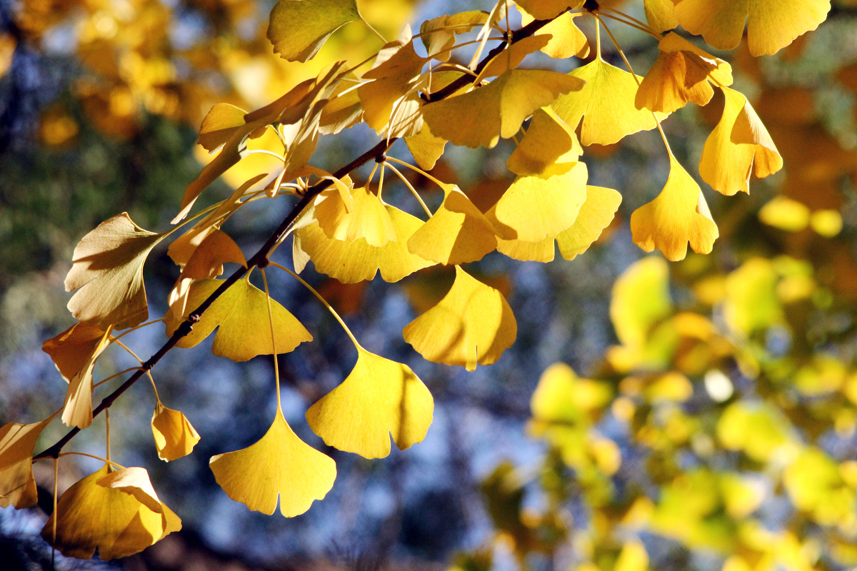 千年古刹的银杏树正值金叶垂枝,午后的阳光洒下来更映衬得树叶金灿灿