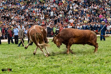 DSC_0928-1