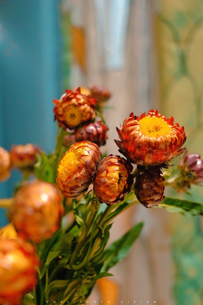 蜡菊- 摄影师查理