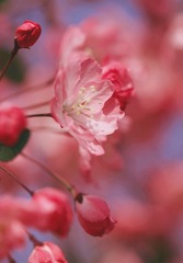 海棠花1