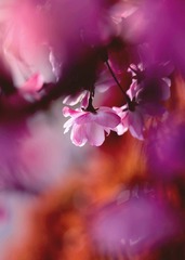 海棠花3