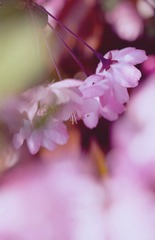 海棠花4