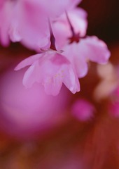海棠花5