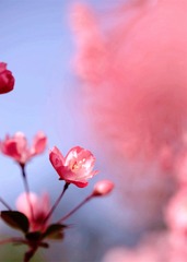 海棠花6