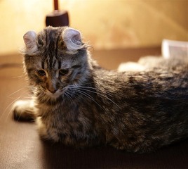 猫3