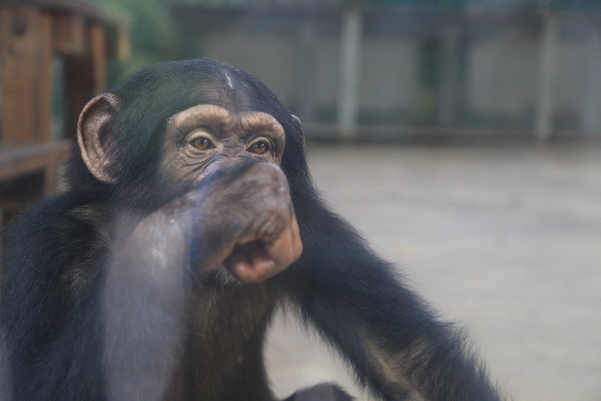 我想起罗丹的雕塑"思想者",被圈养的小猩猩很落寞,在它眼里自由才是