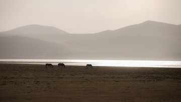 _MG_4137-S
