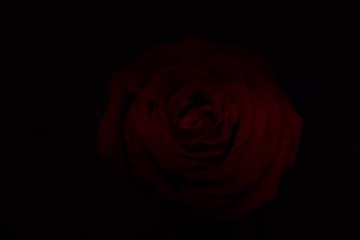 花0286 1
