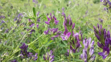 PIC_20150608_111509_90C