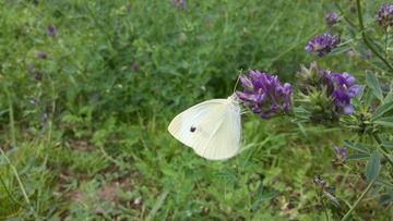 PIC_20150608_111546_D4E