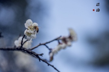 _DSC5337.jpg锐化