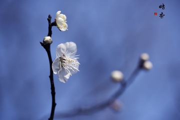 _DSC5303.jpg锐化