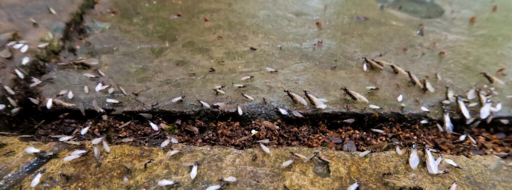 雨后忙着搬家的蚂蚁