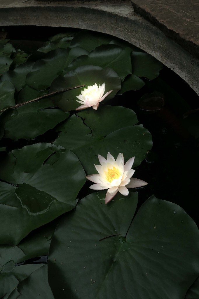 睡莲，一直分不清荷花和莲花的区别