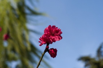 SAM_2195