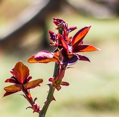 SAM_1869