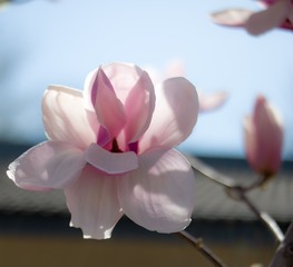 SAM_1951