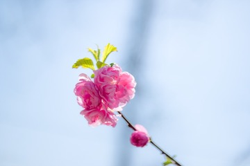 SAM_1955