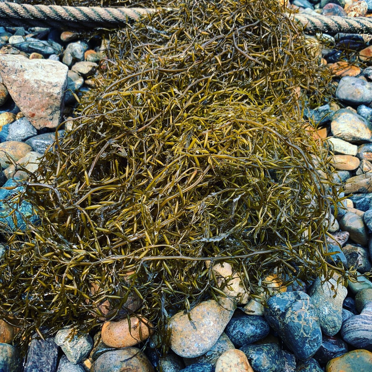 海藻面膜的功效与作用 海藻的作用与功效