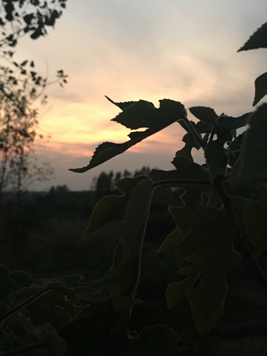 思念