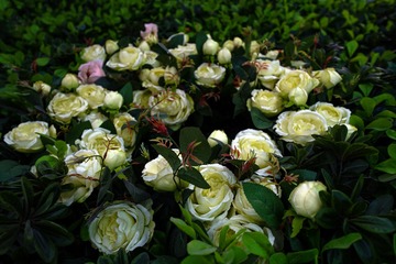 DSC00017-1