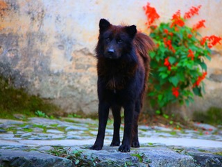 IMG_5334_
