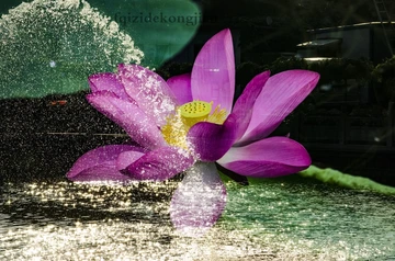 荷花荷