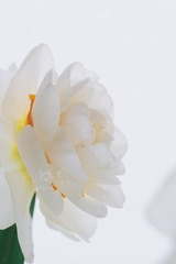 C88F2F33-D73B-4B16-82B1-3765444C45A7/L0/001