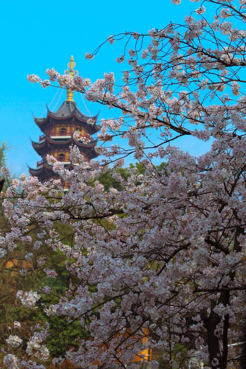 南京樱花