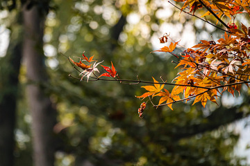 IMG_4416-1